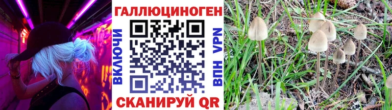 Галлюциногенные грибы Psilocybine cubensis  Ржев 